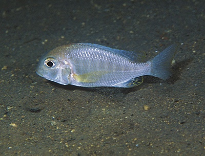 Lethrinops macrochir 'Lumessi'